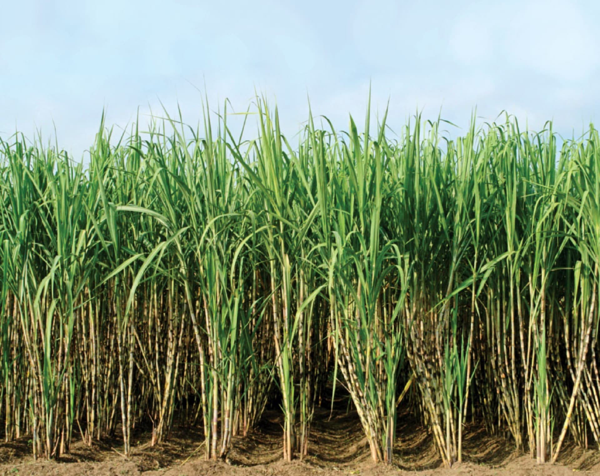 Sugarcane production
