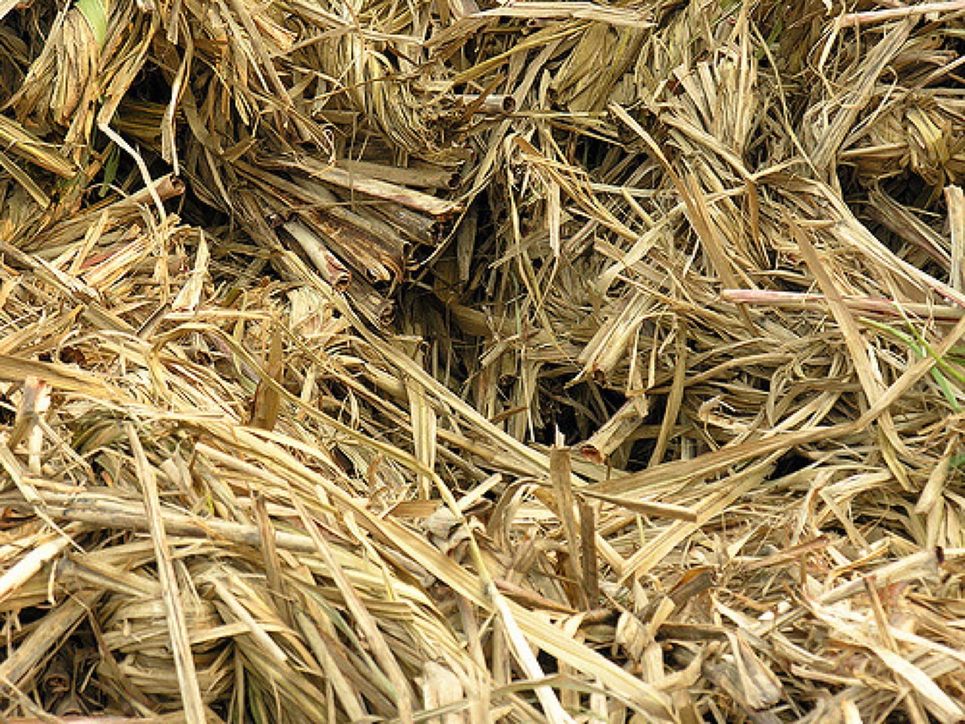 Bagasse waste collection