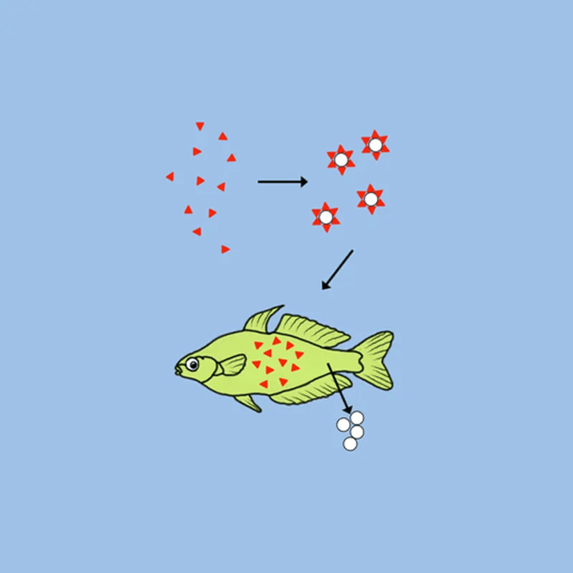 Fish affected by microplastics 1
