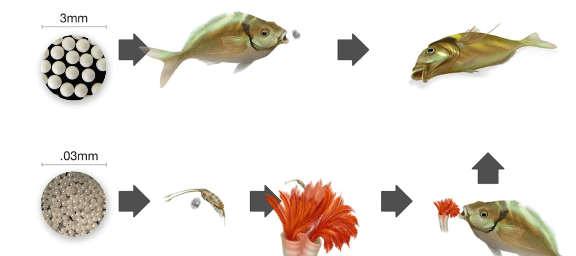 Fish affected by microplastics 2