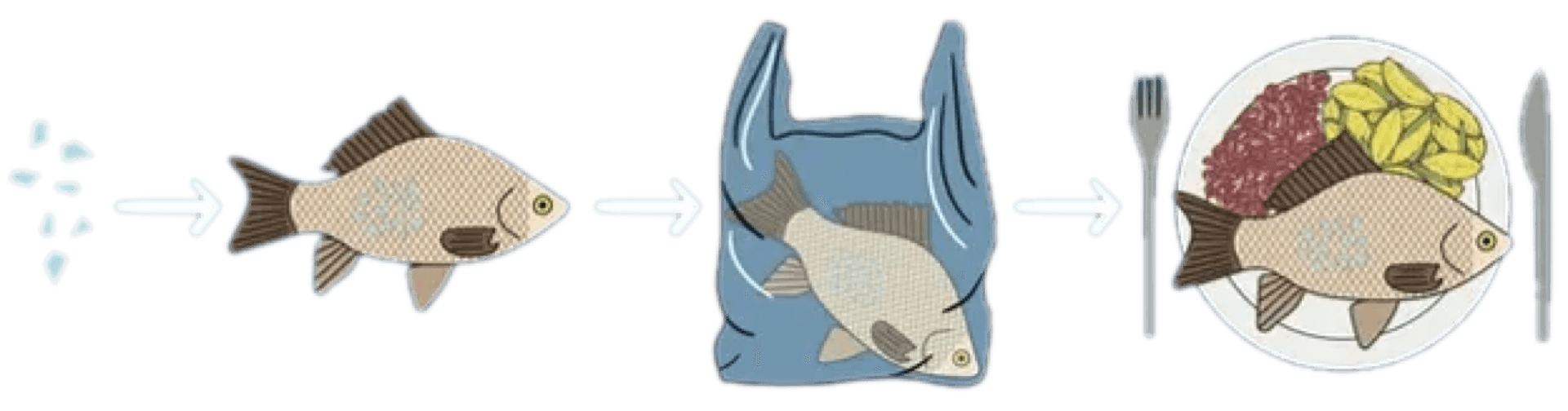Fish affected by microplastics 3